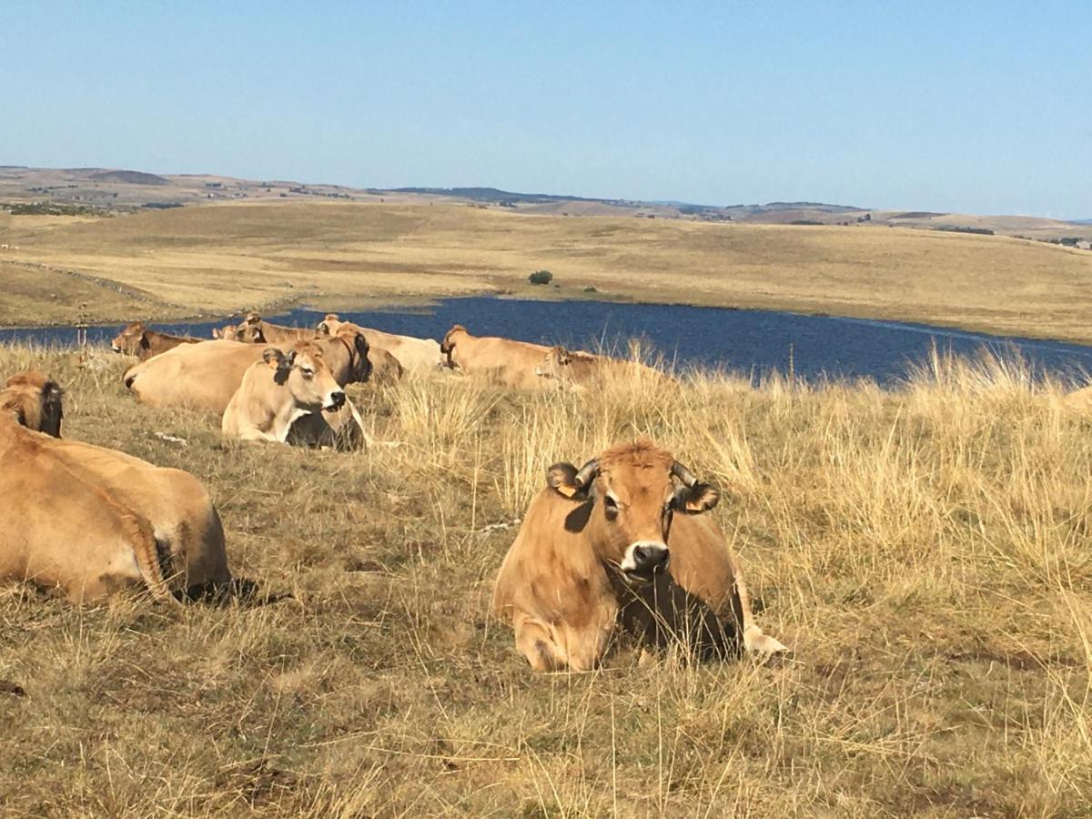 Condom-d'Aubrac Aux Portes D'Aubrac Studio 2 Personnes Bed & Breakfast エクステリア 写真